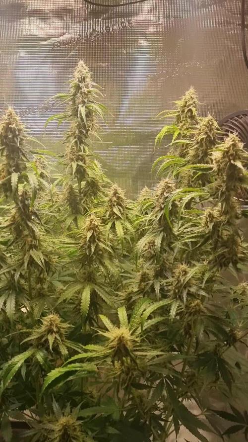 GodFeather OG F1 Auto (First) #16 #01
