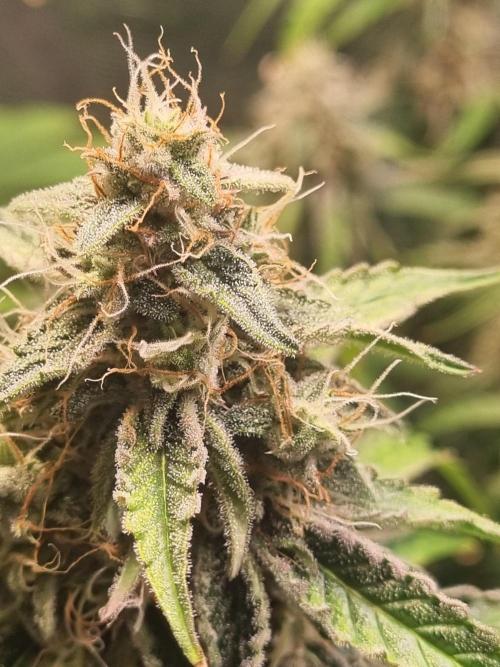 GodFeather OG F1 Auto (First) #16 #01. Week 11