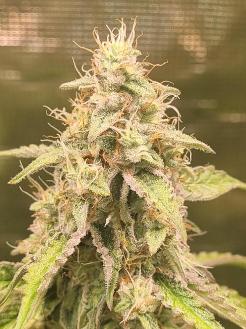 GodFeather OG F1 Auto (First) #16 #01. Week 11