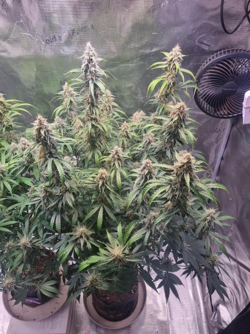 GodFeather OG F1 Auto (First) #16 #01. Week 11