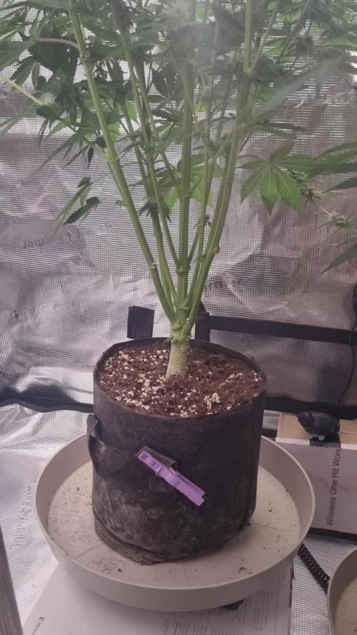 GodFeather OG F1 Auto (First) #17 #02