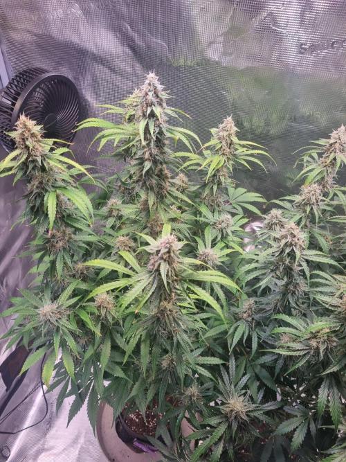 GodFeather OG F1 Auto (First) #17 #02. Week 11