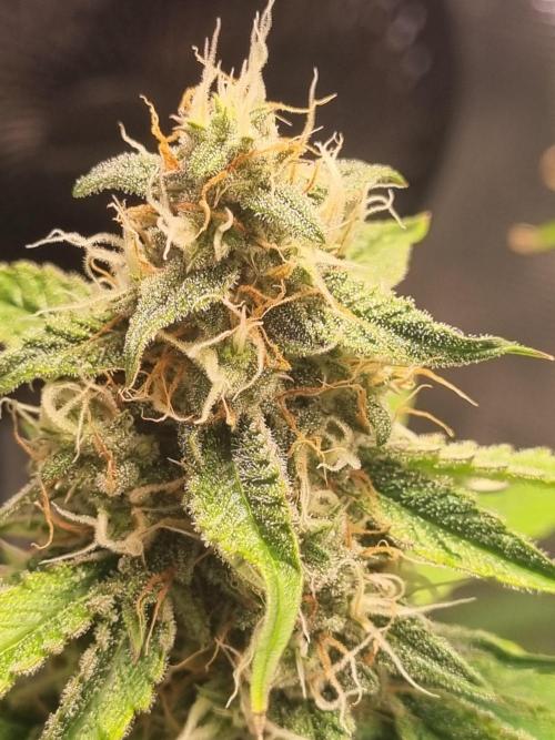 GodFeather OG F1 Auto (First) #17 #02. Week 11