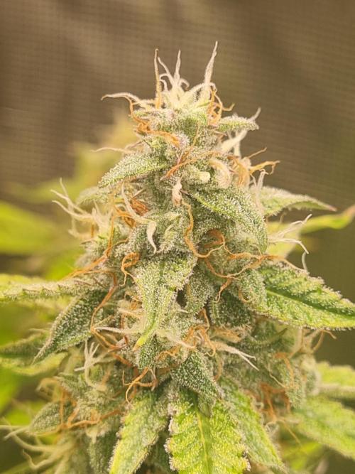 GodFeather OG F1 Auto (First) #17 #02. Week 11