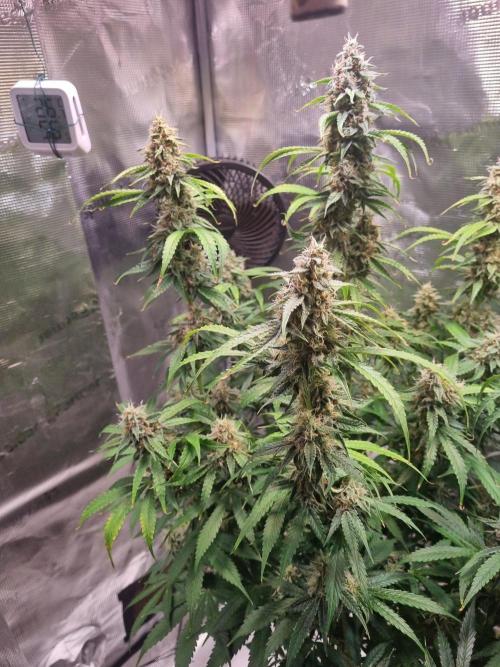 GodFeather OG F1 Auto (First) #17 #02. Week 11