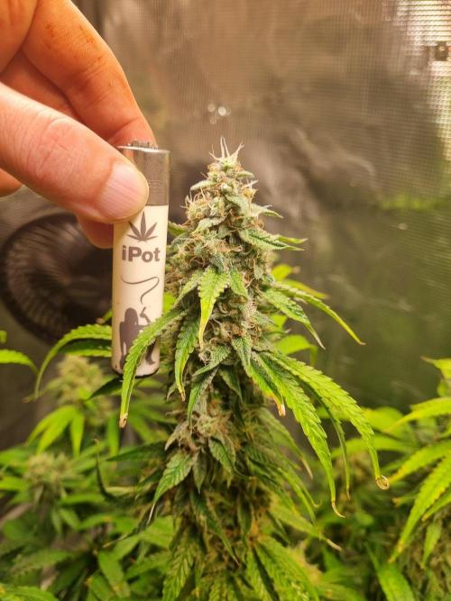GodFeather OG F1 Auto (First) #17 #02. Week 11