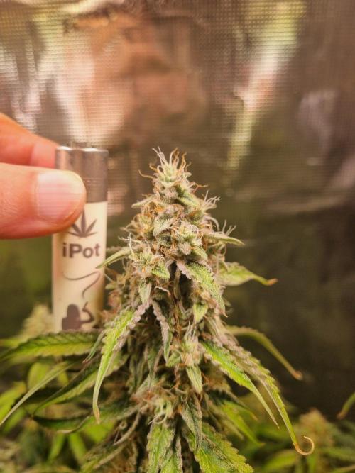 GodFeather OG F1 Auto (First) #16 #01. Week 11