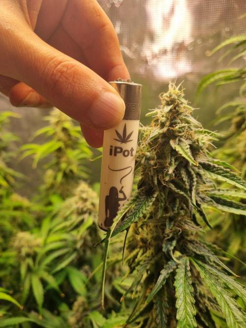 GodFeather OG F1 Auto (First) #16 #01. Week 11