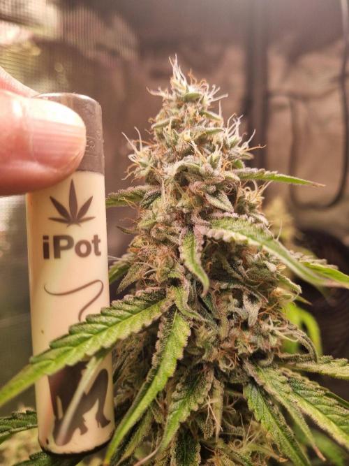 GodFeather OG F1 Auto (First) #16 #01. Week 12