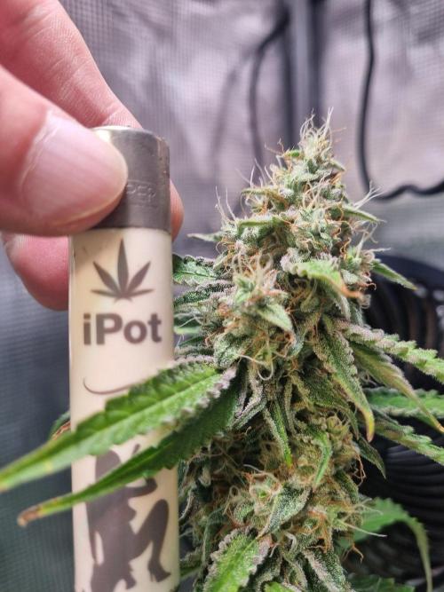GodFeather OG F1 Auto (First) #16 #01. Week 12