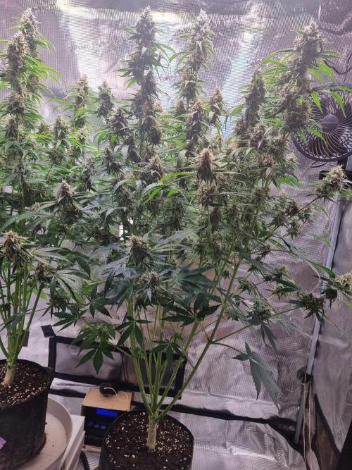 GodFeather OG F1 Auto (First) #16 #01. Week 12