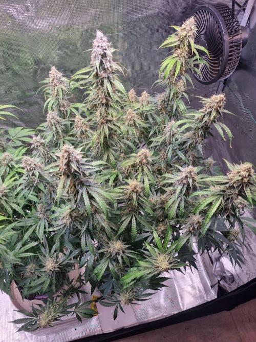 GodFeather OG F1 Auto (First) #16 #01. Week 12