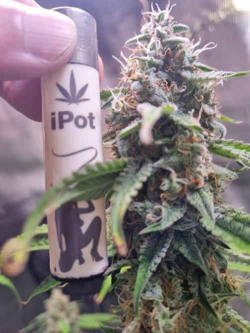 GodFeather OG F1 Auto (First) #17 #02. Week 12