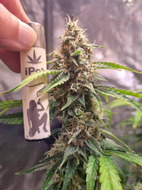 GodFeather OG F1 Auto (First) #17 #02. Week 12