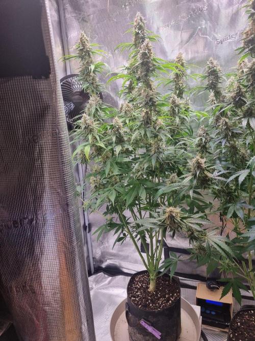 GodFeather OG F1 Auto (First) #17 #02. Week 12