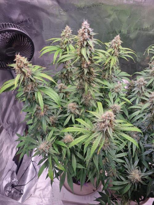 GodFeather OG F1 Auto (First) #17 #02. Week 12