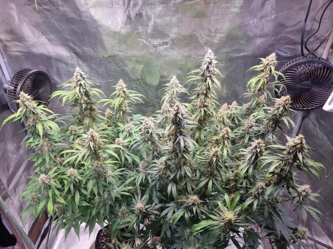 GodFeather OG F1 Auto (First) #17 #02. Week 12