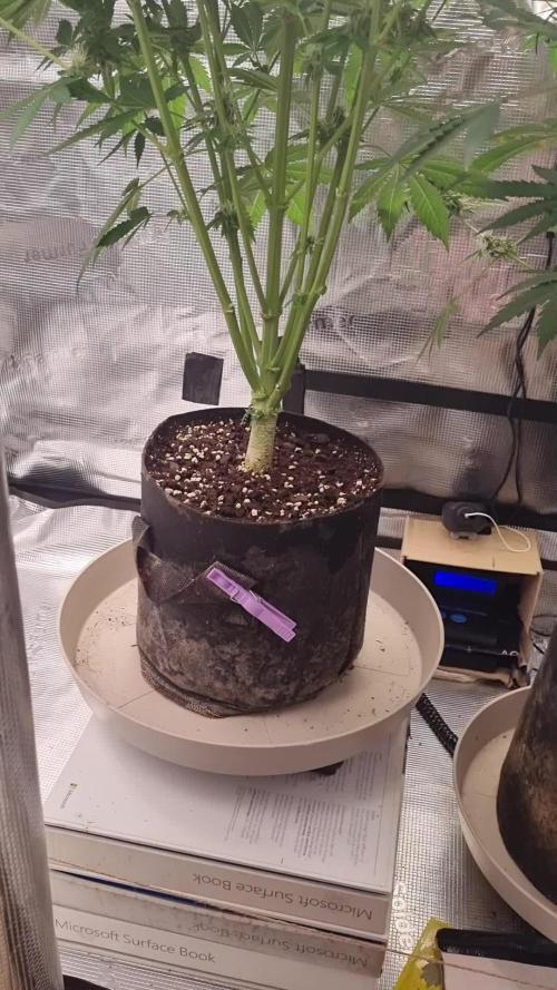 GodFeather OG F1 Auto (First) #17 #02