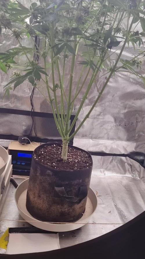 GodFeather OG F1 Auto (First) #16 #01