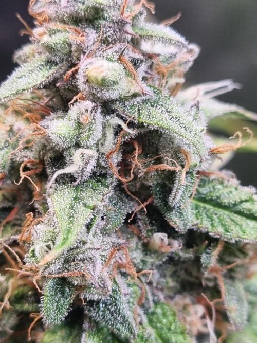 GodFeather OG F1 Auto (First) #16 #01. Week 12