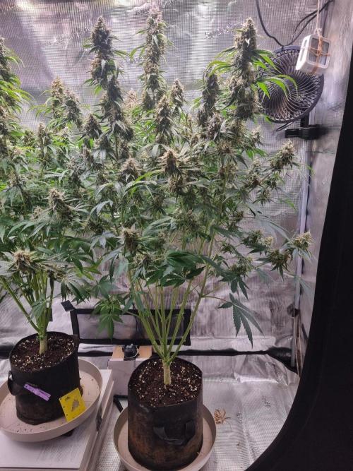 GodFeather OG F1 Auto (First) #16 #01. Week 12