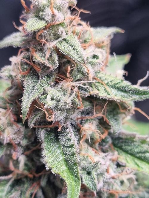 GodFeather OG F1 Auto (First) #16 #01. Week 12