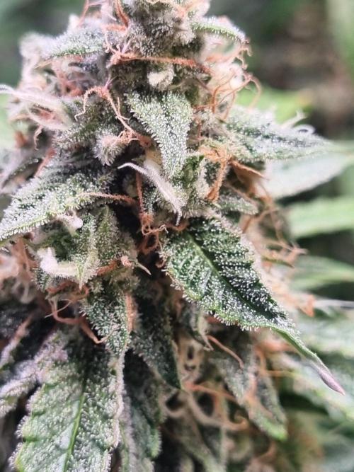 GodFeather OG F1 Auto (First) #16 #01. Week 12