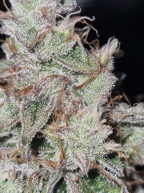 GodFeather OG F1 Auto (First) #16 #01. Week 12