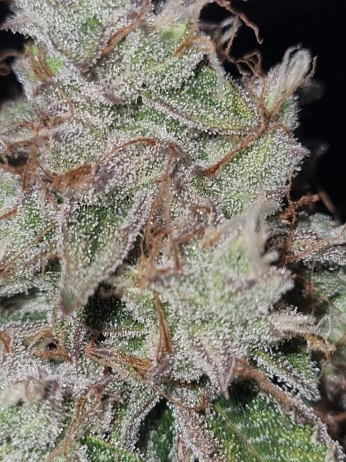 GodFeather OG F1 Auto (First) #16 #01. Week 12