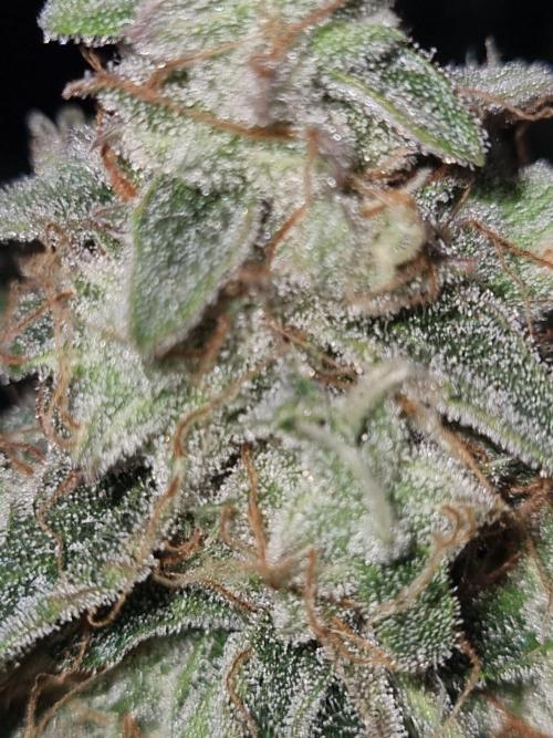 GodFeather OG F1 Auto (First) #16 #01. Week 12