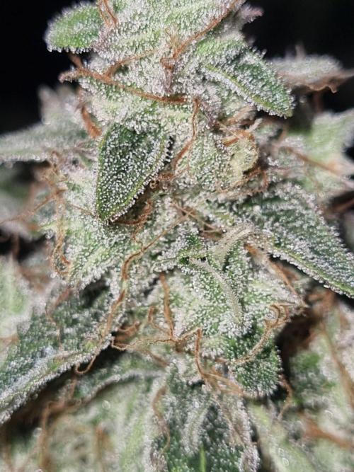 GodFeather OG F1 Auto (First) #16 #01. Week 12