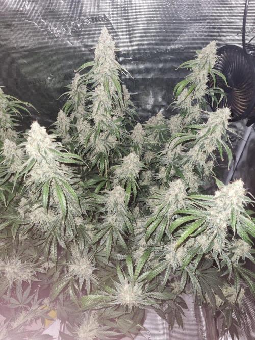 GodFeather OG F1 Auto (First Edition). Week 12