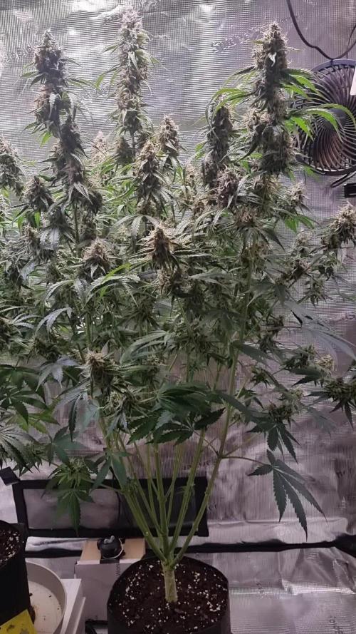 GodFeather OG F1 Auto (First) #16 #01