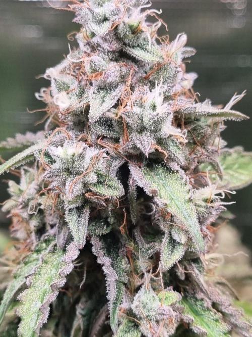 GodFeather OG F1 Auto (First) #17 #02. Week 12