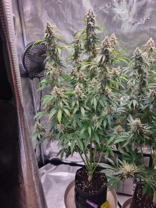 GodFeather OG F1 Auto (First) #17 #02. Week 12