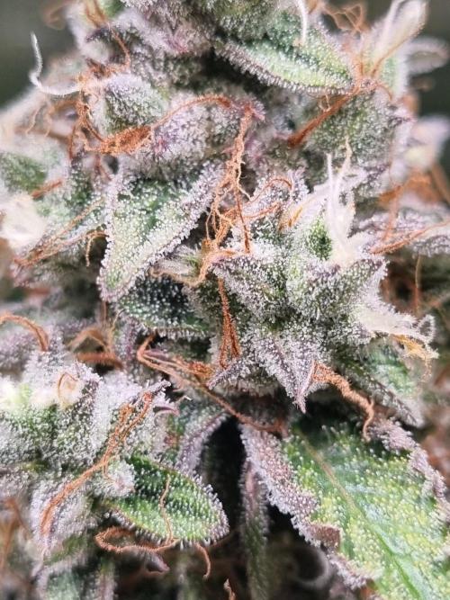 GodFeather OG F1 Auto (First) #17 #02. Week 12