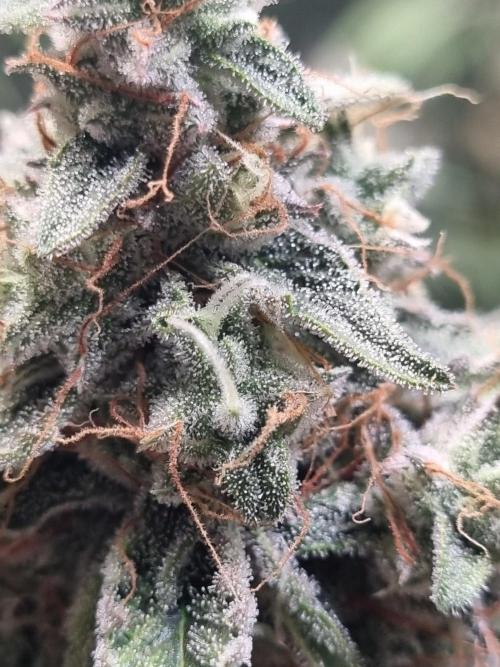 GodFeather OG F1 Auto (First) #17 #02. Week 12