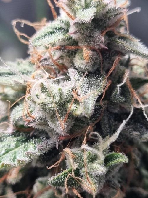 GodFeather OG F1 Auto (First) #17 #02. Week 12