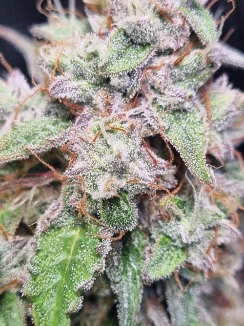 GodFeather OG F1 Auto (First) #17 #02. Week 12