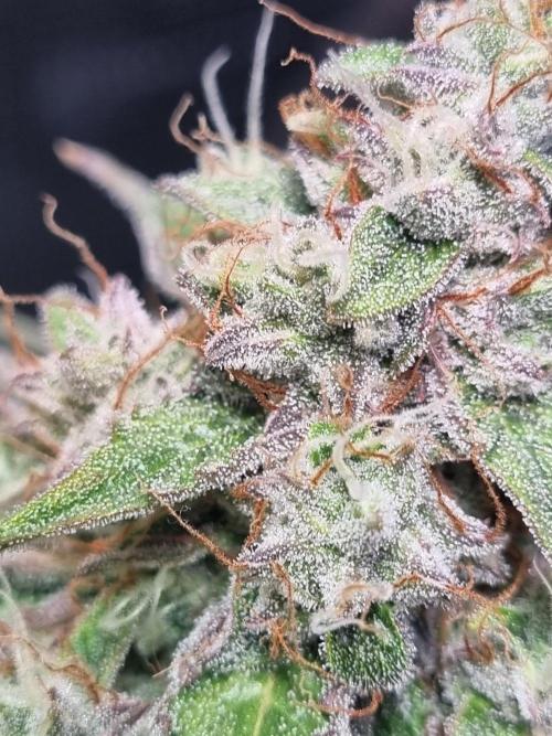 GodFeather OG F1 Auto (First) #17 #02. Week 12
