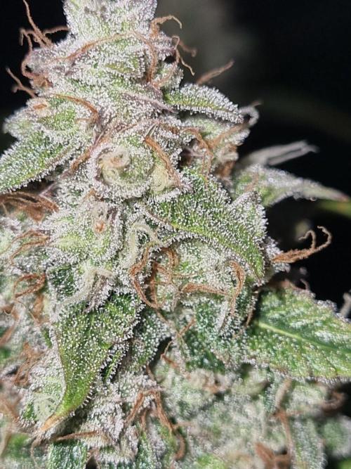 GodFeather OG F1 Auto (First) #17 #02. Week 12
