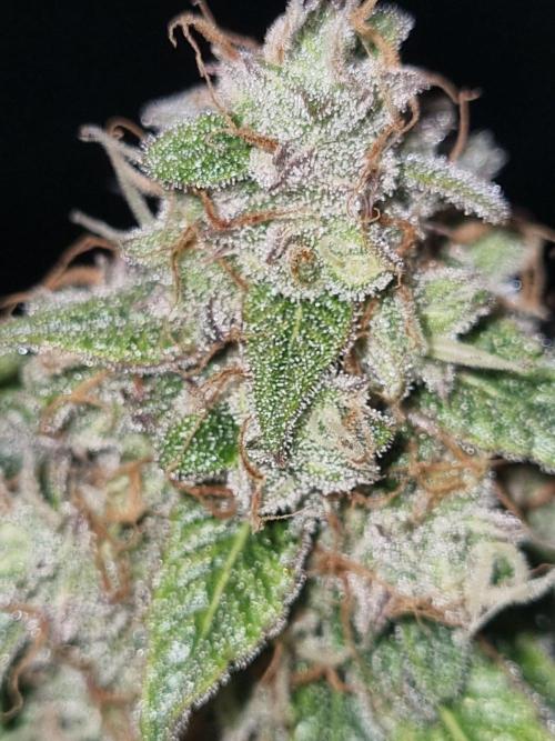 GodFeather OG F1 Auto (First) #17 #02. Week 12