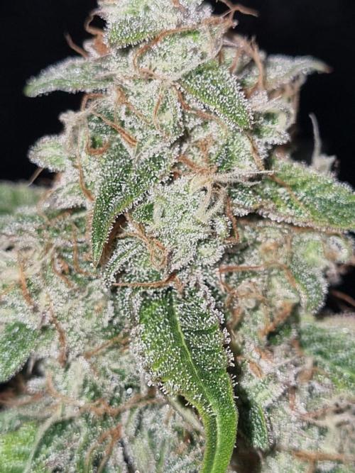GodFeather OG F1 Auto (First) #17 #02. Week 12