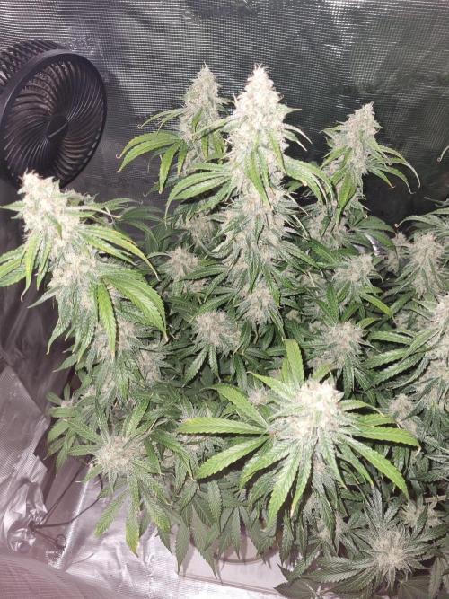 GodFeather OG F1 Auto (First Edition). Week 12