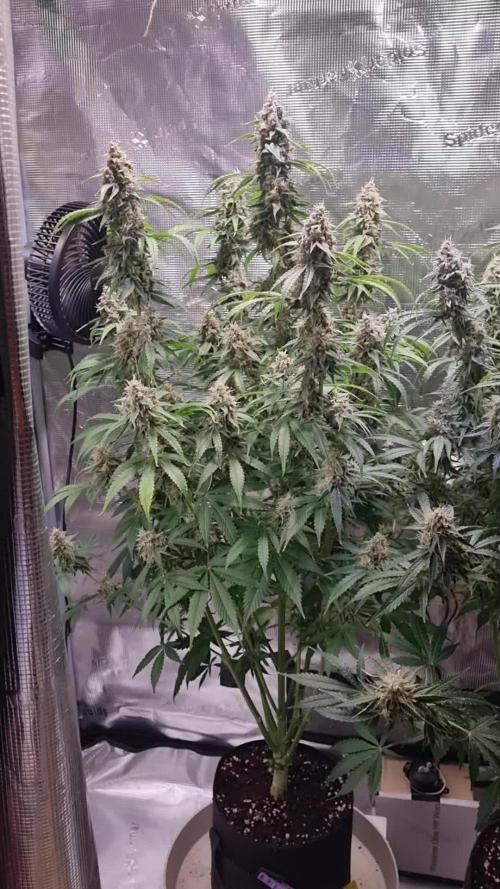 GodFeather OG F1 Auto (First) #17 #02