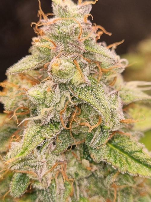 GodFeather OG F1 Auto (First) #17 #02. Week 12