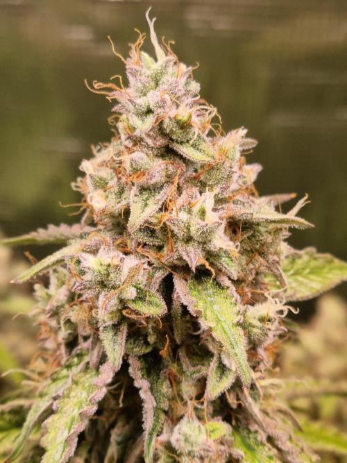 GodFeather OG F1 Auto (First Edition). Week 12