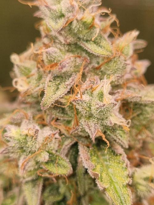 GodFeather OG F1 Auto (First) #16 #01. Week 12