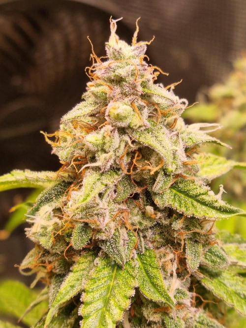 GodFeather OG F1 Auto (First Edition). Week 12