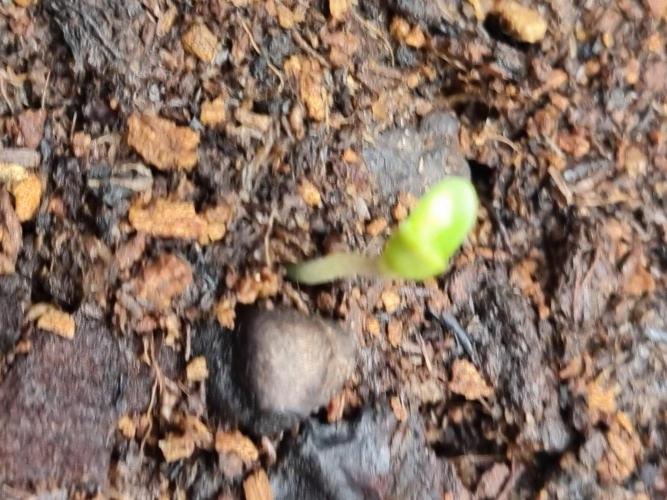 GodFeather OG F1 Auto (First) #18 #03. Week 1 - Day 3 high noon